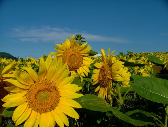a0057237_13595689.jpg