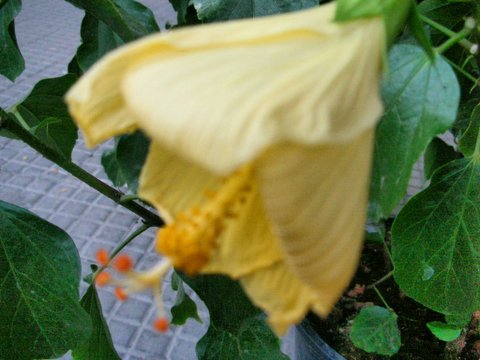 e0061699_73688.jpg