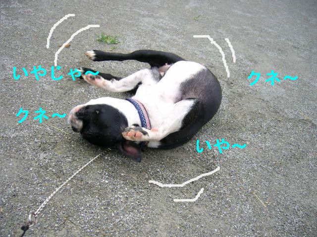 d0070702_2313429.jpg