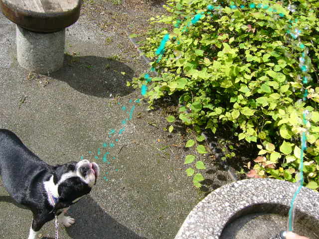 d0070702_2332384.jpg