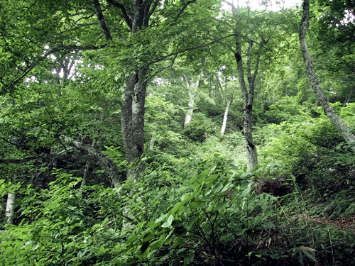 d0015006_1313294.gif