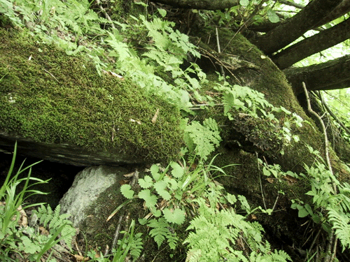d0015006_13461451.gif