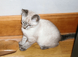 a0055913_153723.gif