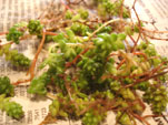 d0029958_18531336.jpg