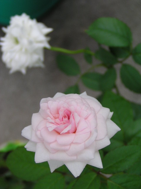 f0074659_2116167.jpg