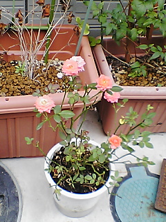 d0005783_0161674.jpg