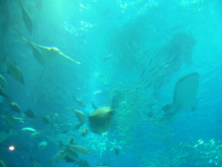 c0042319_1331566.jpg