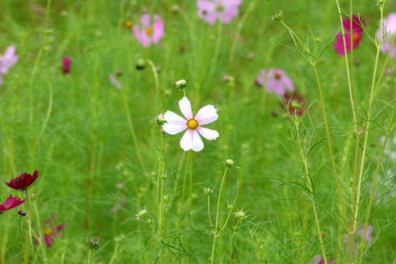 d0069235_2138646.jpg