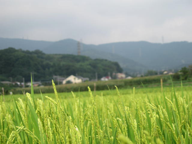b0088037_21231243.jpg