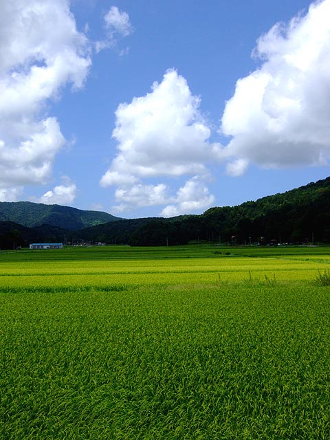 e0006242_1355527.jpg