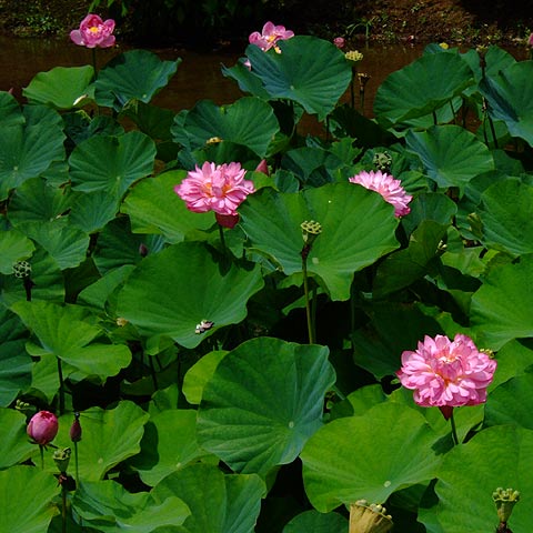 e0006242_13564088.jpg