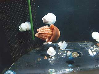 c0001769_2224947.jpg
