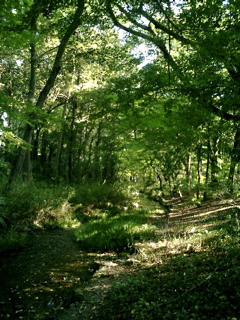 a0079292_738104.jpg