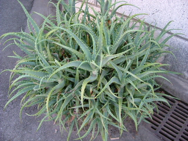 b0044296_22413281.jpg