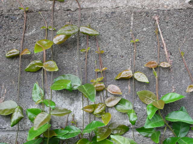 f0083400_8134716.jpg