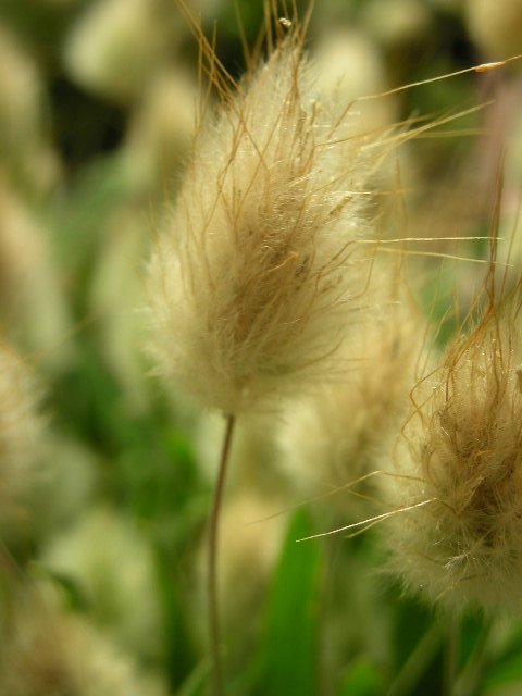 f0083400_81925.jpg