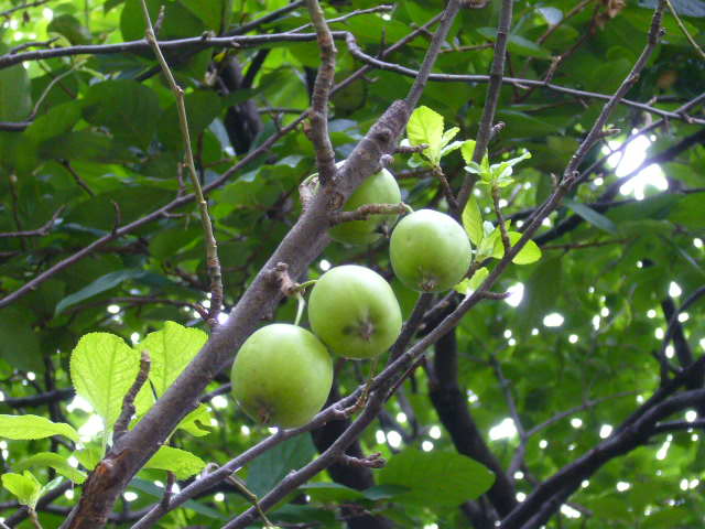 d0070702_2115392.jpg