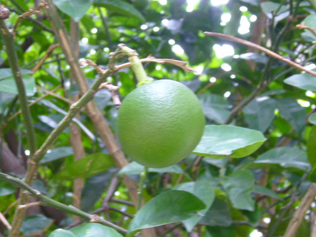 d0070702_2122074.jpg
