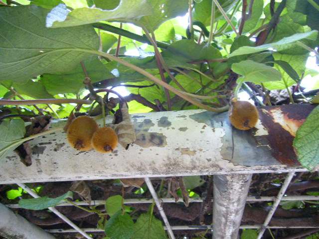 d0070702_21247100.jpg