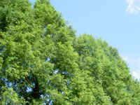 e0058665_20561751.jpg