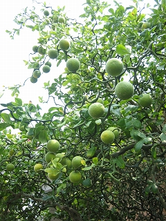 e0015270_11405433.jpg