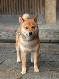 a0055913_0424113.gif