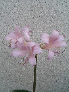 e0026017_23111910.jpg