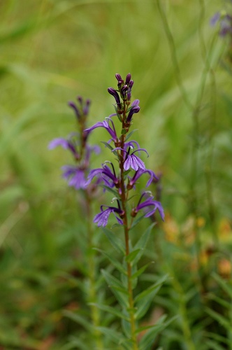 c0027027_17443457.jpg