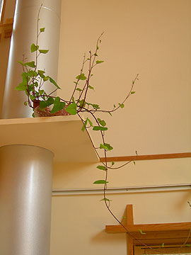 c0052470_1056515.jpg
