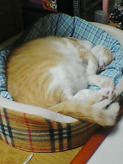 f0095271_1275473.jpg