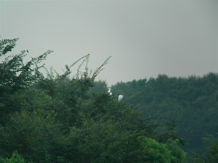 e0015377_1646525.jpg