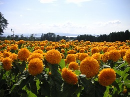 a0035678_12451197.jpg