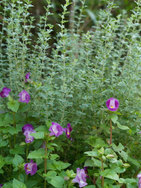 e0089001_2115769.jpg