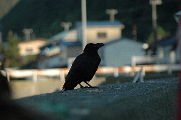 e0064128_084795.jpg