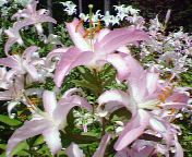 c0090236_14245193.jpg