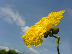 e0005548_047562.jpg