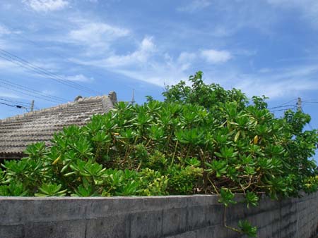 b0049152_22355571.jpg