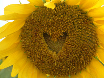 c0050264_2373737.jpg