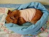 f0052071_1526559.jpg