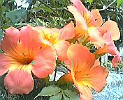 e0021276_2391044.jpg