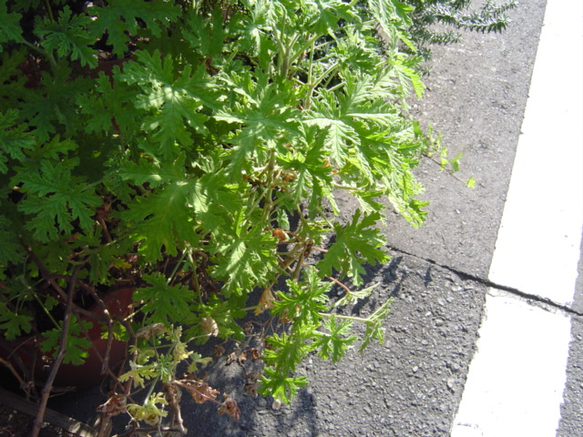 c0006904_23345952.jpg