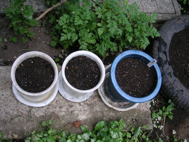 a0020929_15595486.jpg