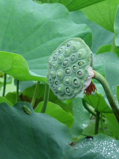 b0088037_21544445.jpg