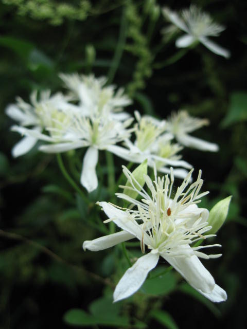 b0088037_21575292.jpg
