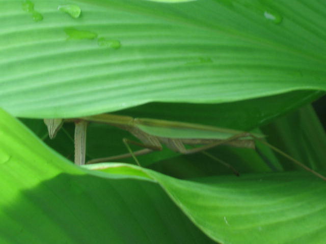 b0088037_22153474.jpg