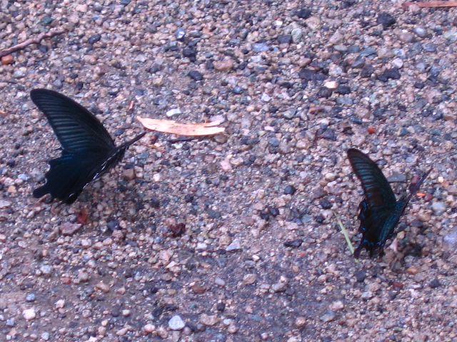 b0088037_2241589.jpg