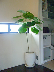 c0051759_922432.jpg