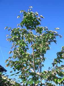 c0051759_9275086.jpg