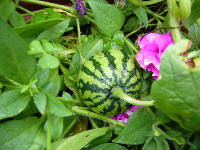 e0015108_250135.jpg