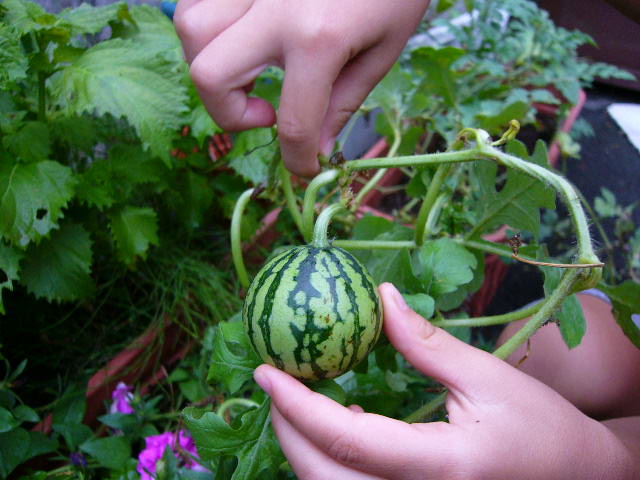 e0015108_371291.jpg